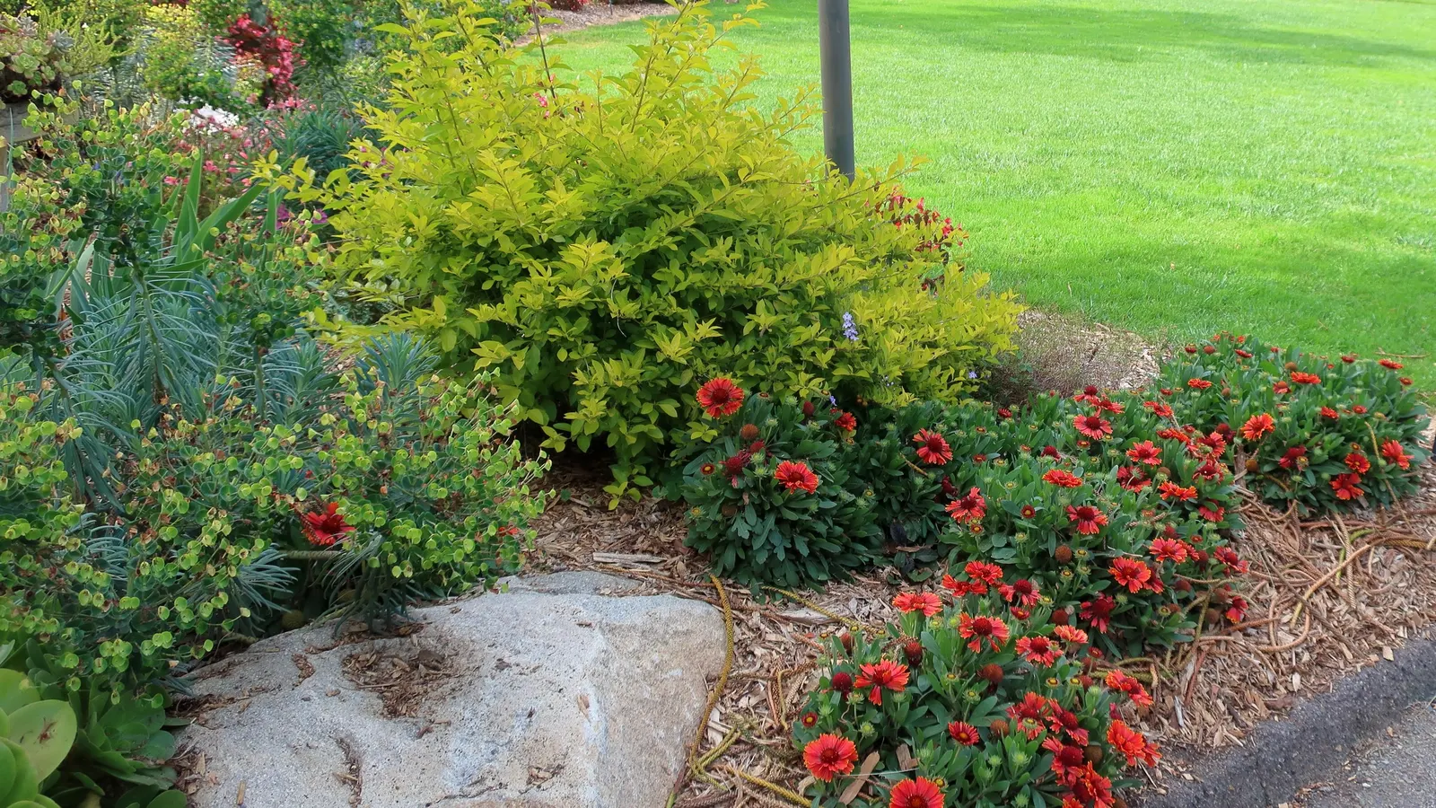 Bush Or Dome Euphorbia (Euphorbia Characias) — green flowers in the garden; standing at a robust height of approximately 3 to 4 feet with a similar spread