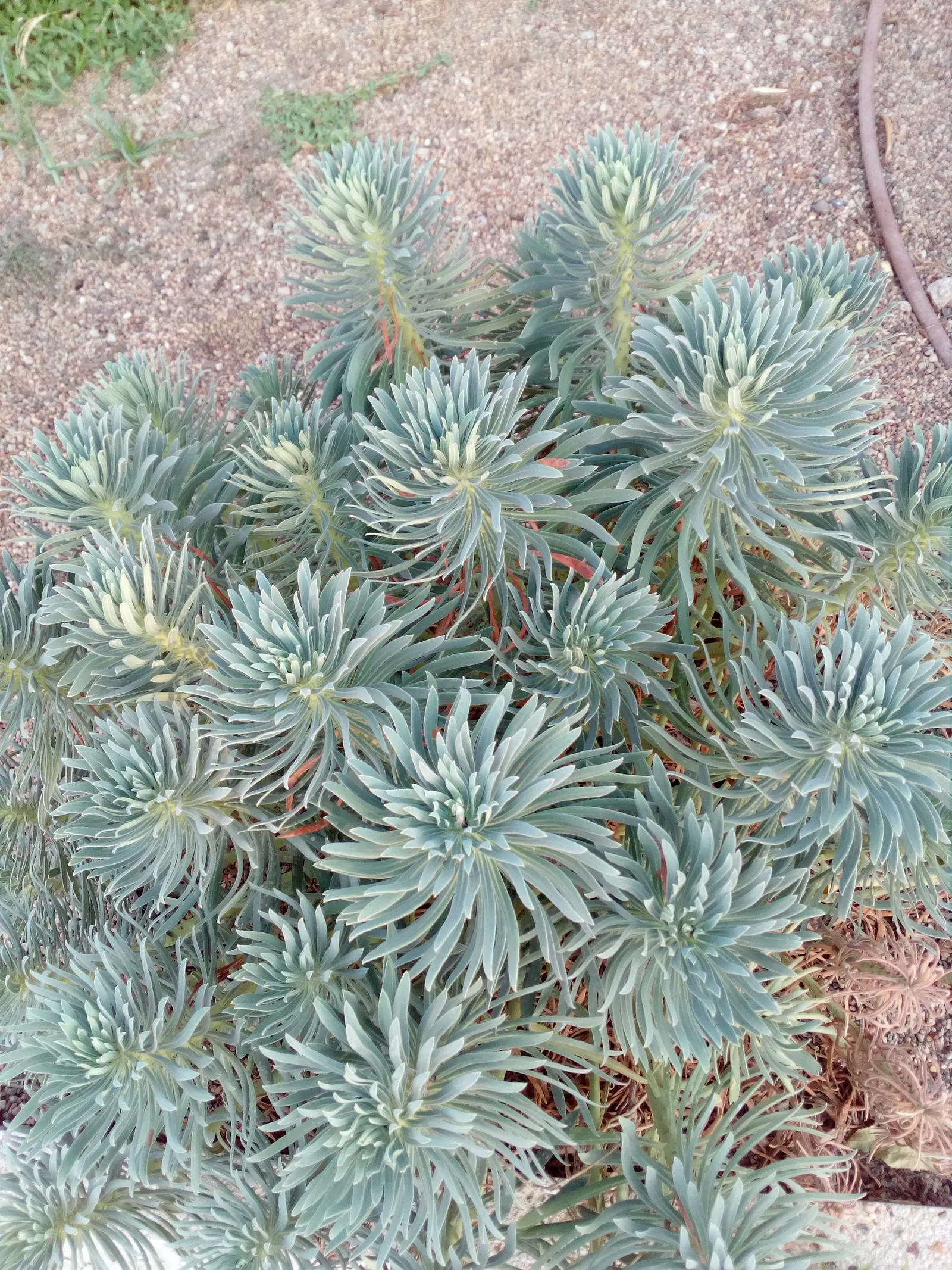 Bush Or Dome Euphorbia (Euphorbia Characias) — it prefers well-drained soil and full sun