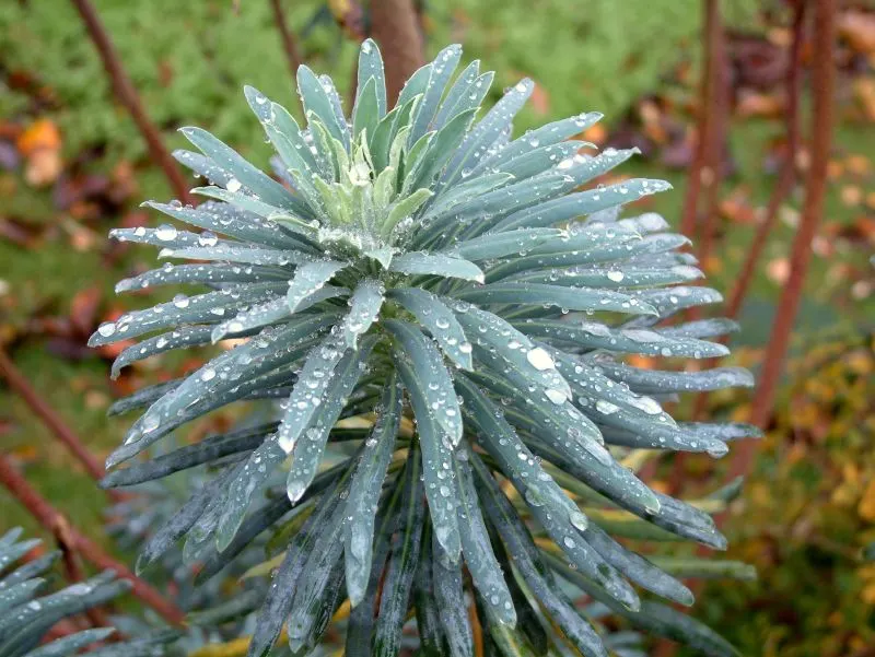 Bush Or Dome Euphorbia (Euphorbia Characias) — linear leaves and are topped with showy chartreuse inflorescences in late winter to spring