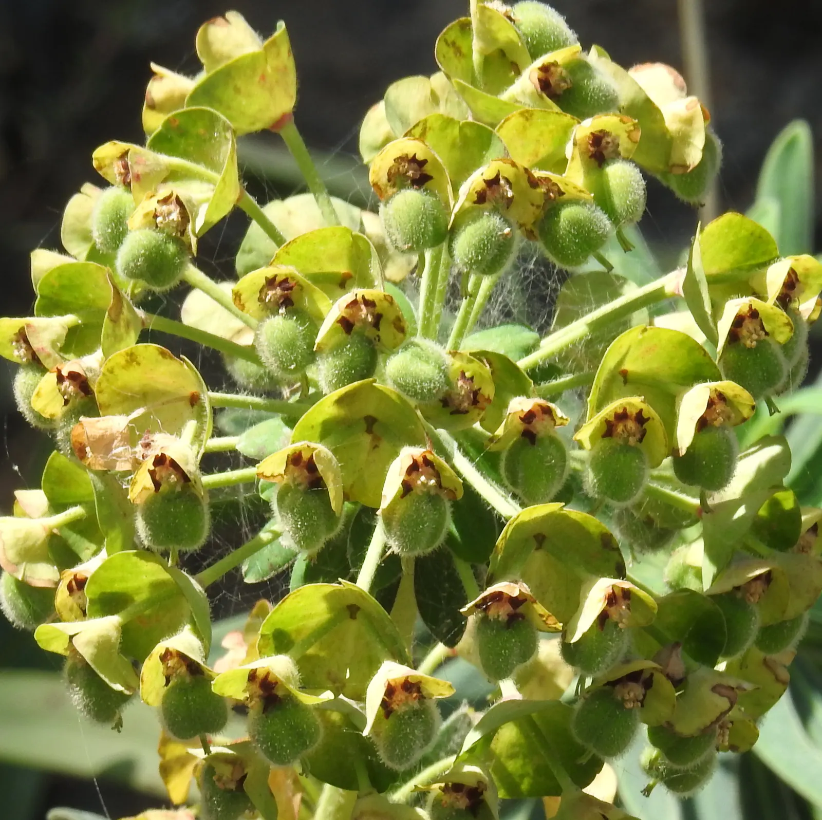 Bush Or Dome Euphorbia (Euphorbia Characias) — In spring and early summer; linear leaves and are topped with showy chartreuse inflorescences in, image 64