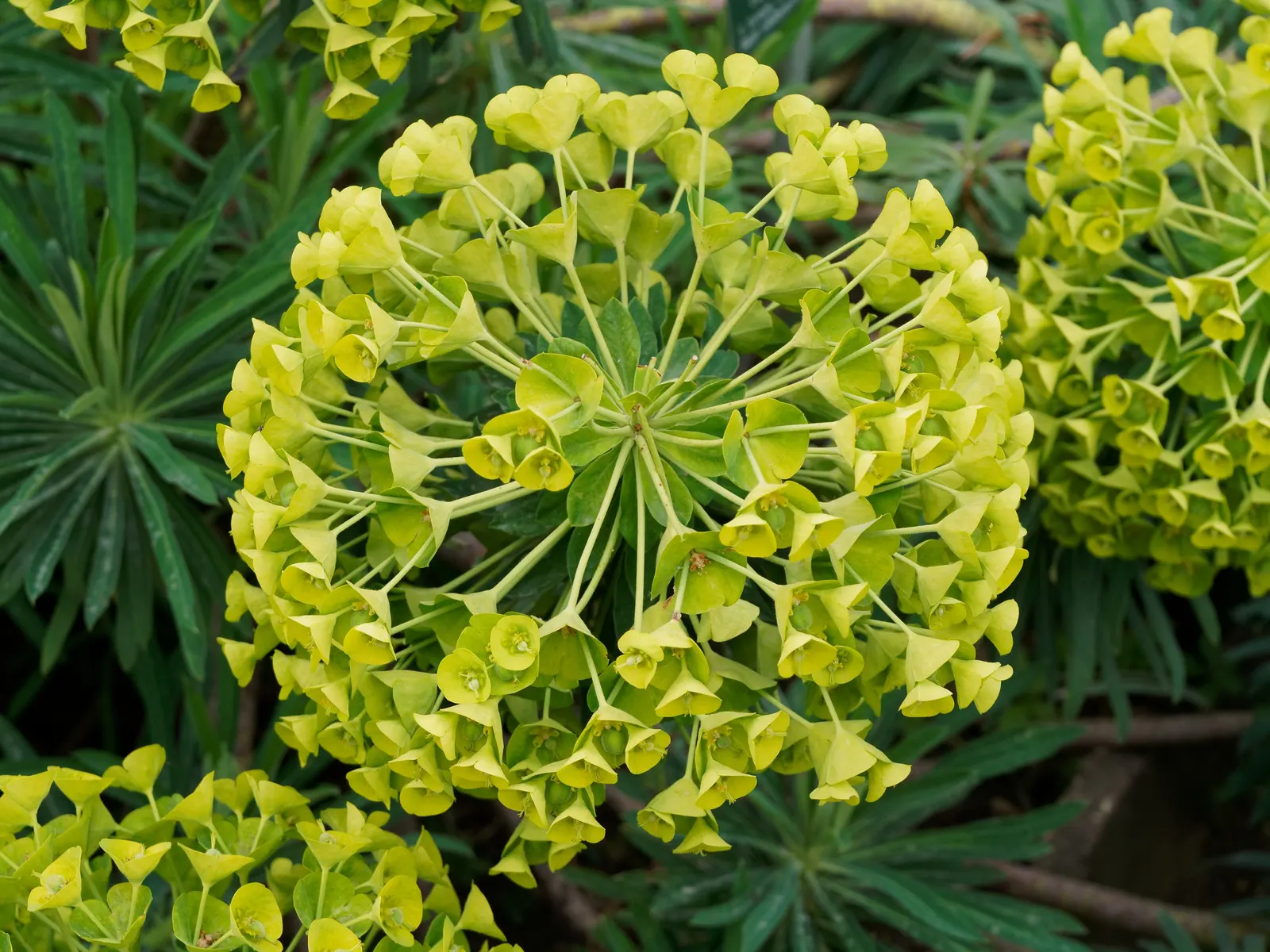 Bush Or Dome Euphorbia (Euphorbia Characias) — Thriving in USDA zones 7-10