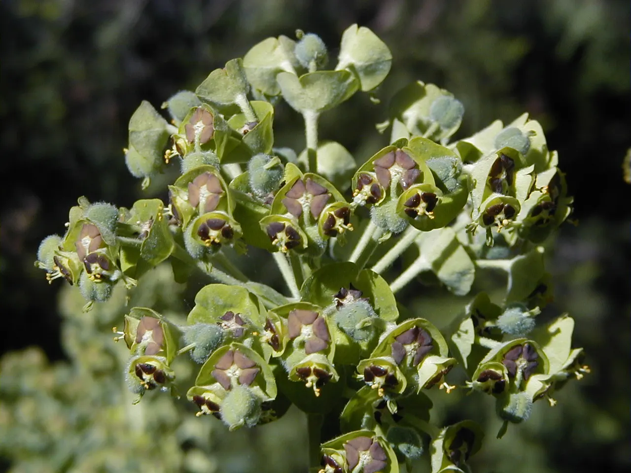 Bush Or Dome Euphorbia (Euphorbia Characias) — blue-green leaves that are densely packed on upright; adding a striking visual contrast to the, image 62