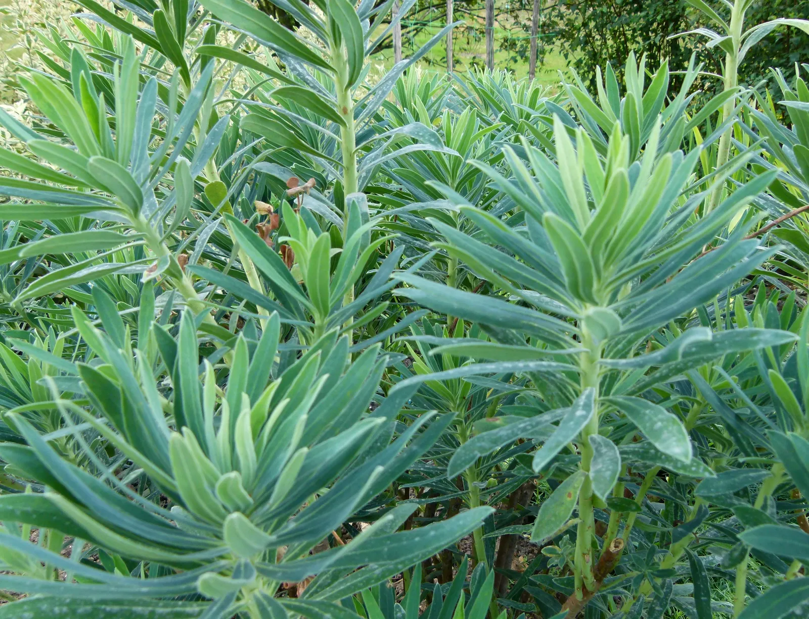 Bush Or Dome Euphorbia (Euphorbia Characias) — is an evergreen perennial that brings both architectural form and vivid color to a garden design