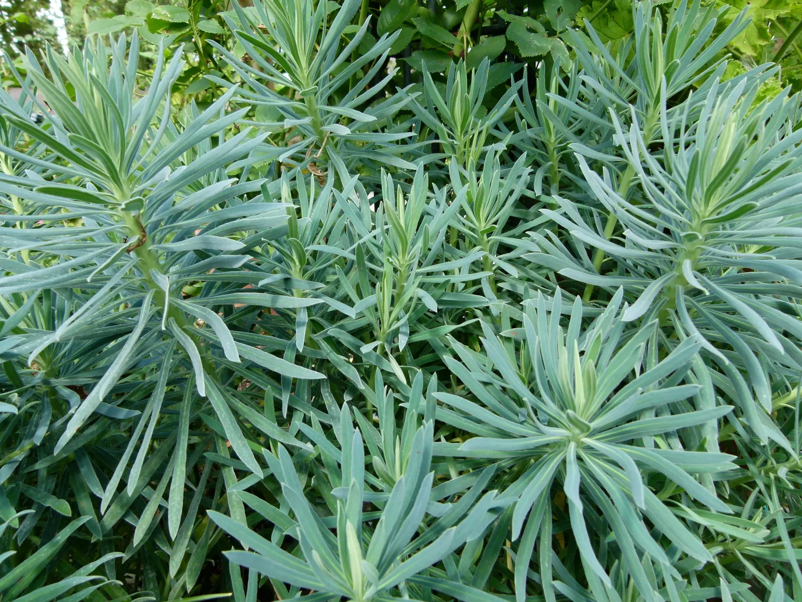 Bush Or Dome Euphorbia (Euphorbia Characias) — making it an excellent low-maintenance choice for a drought-tolerant landscape accent; it boasts, image 58