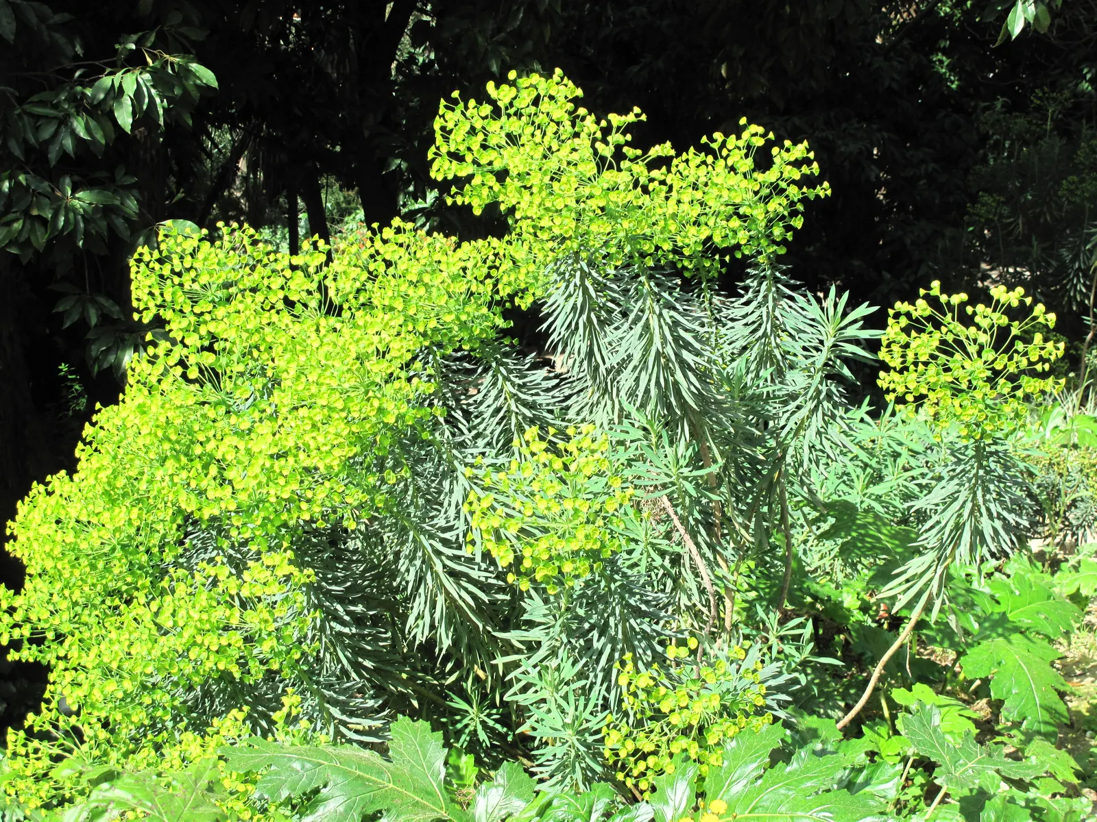 Bush Or Dome Euphorbia (Euphorbia Characias) — perennial for full; and year-round interest to any landscape design