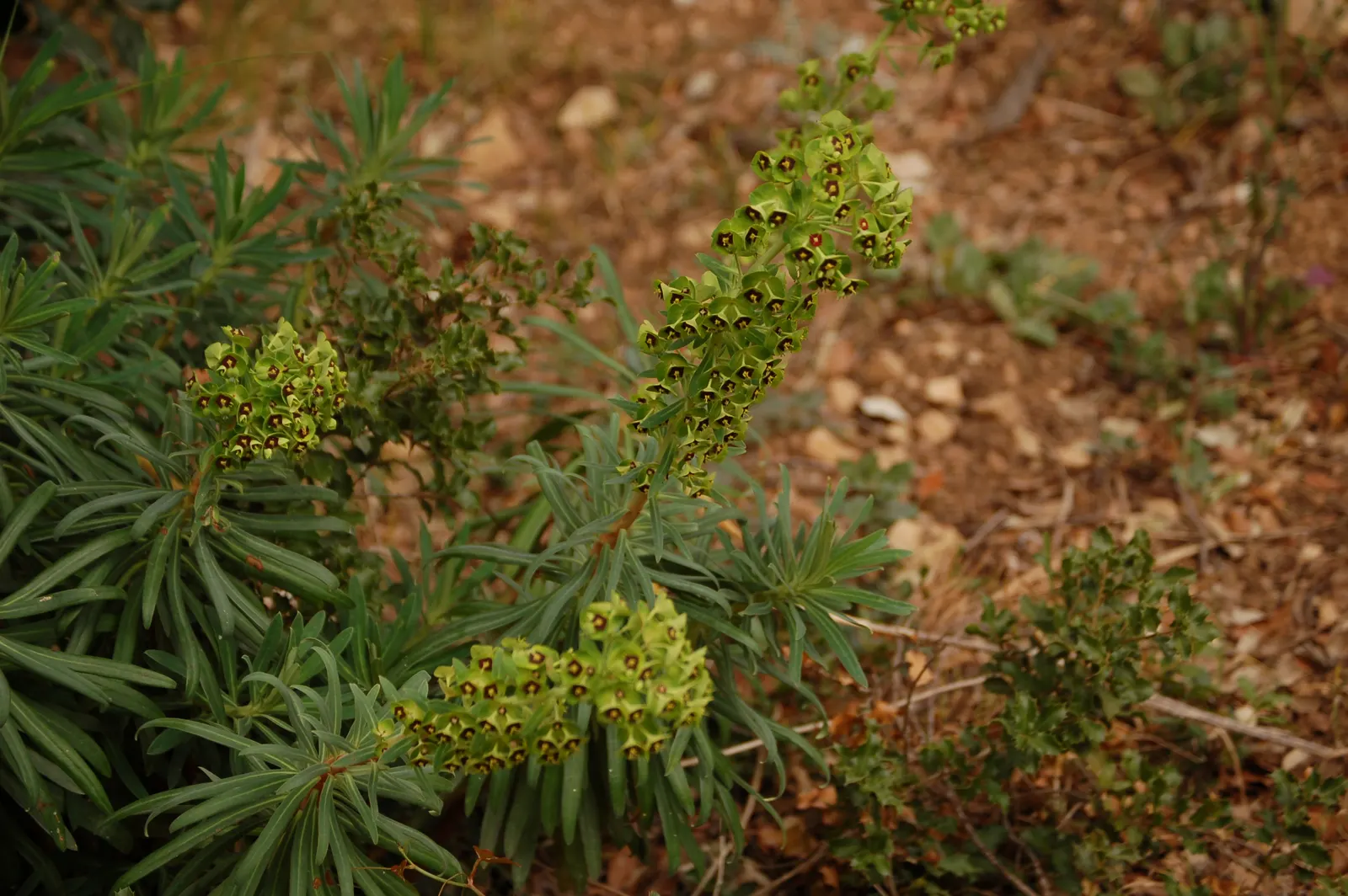 Bush Or Dome Euphorbia (Euphorbia Characias) — commonly known as Bush or Dome Euphorbia