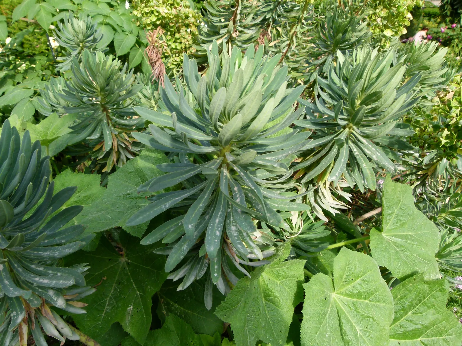 Bush Or Dome Euphorbia (Euphorbia Characias) — The bracts may persist on the plant for several weeks; it prefers well-drained soil and full sun, image 68
