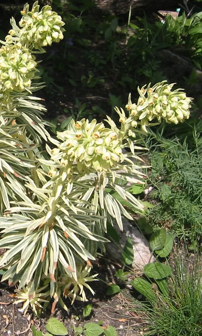 Bush Or Dome Euphorbia (Euphorbia Characias) — commonly known as Bush or Dome Euphorbia; thriving in USDA zones 7-10, image 53