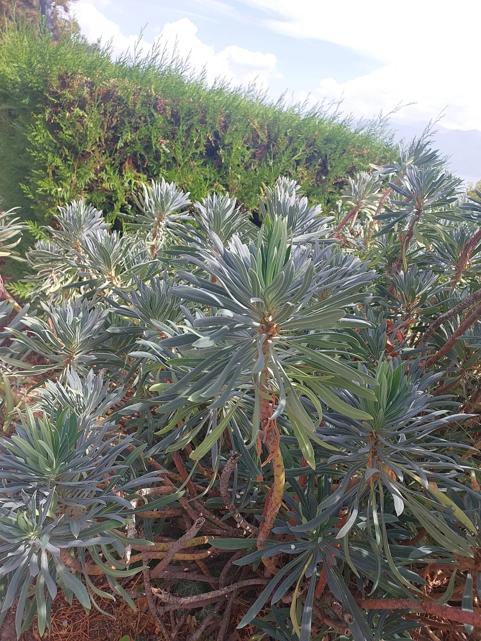 Bush Or Dome Euphorbia (Euphorbia Characias) — offering an extended display.<br><br>When planting Euphorbia characias; in spring and early summer, image 69