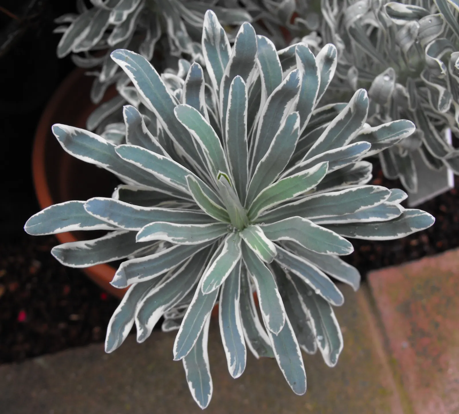 Bush Or Dome Euphorbia (Euphorbia Characias) — commonly referred to as Bush or Dome Euphorbia; whether featured in rock gardens, image 59