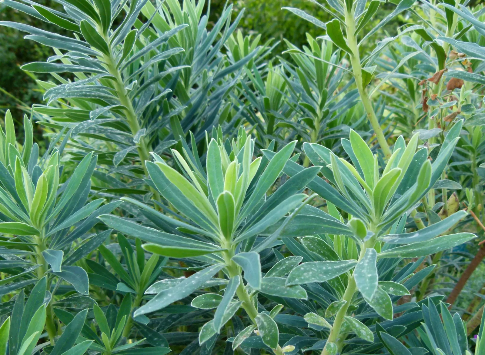 Bush Or Dome Euphorbia (Euphorbia Characias) — use well-drained soil to prevent root rot; as this euphorbia is drought-tolerant and prefers drier, image 70