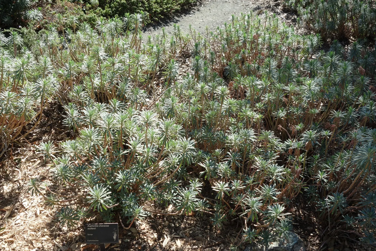 Bush Or Dome Euphorbia (Euphorbia Characias) — perennial with green blooms; the bracts may persist on the plant for several weeks