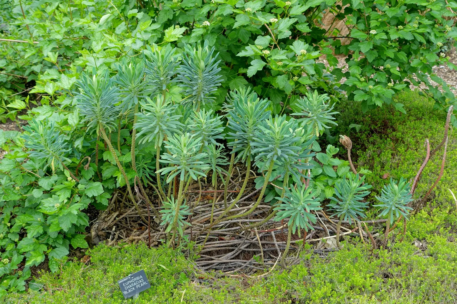 Bush Or Dome Euphorbia (Euphorbia Characias) — it prefers well-drained soil and full sun; making it an excellent low-maintenance choice for a, image 57