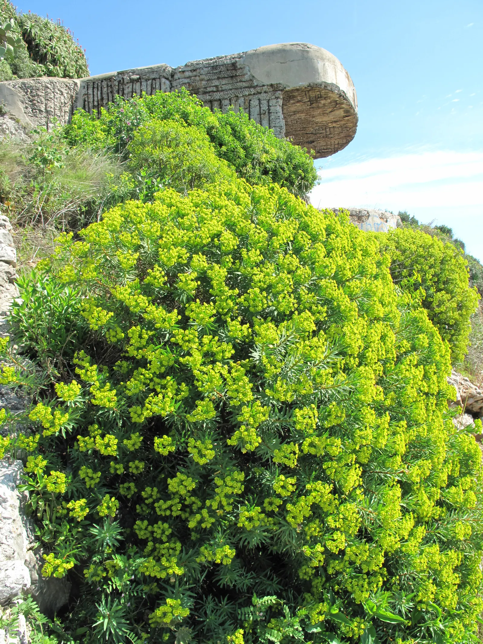 Bush Or Dome Euphorbia (Euphorbia Characias) — Standing at a robust height of approximately 3 to 4 feet with a similar spread; is an evergreen, image 61