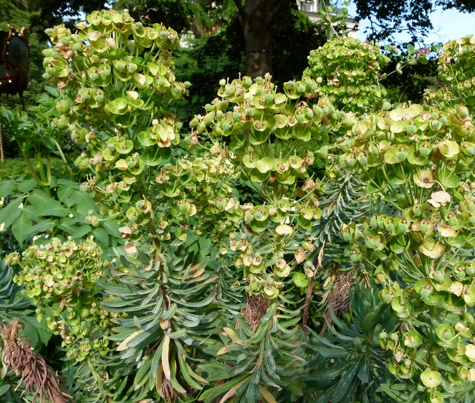 Bush Or Dome Euphorbia (Euphorbia Characias) — blue-green leaves that are densely packed on upright