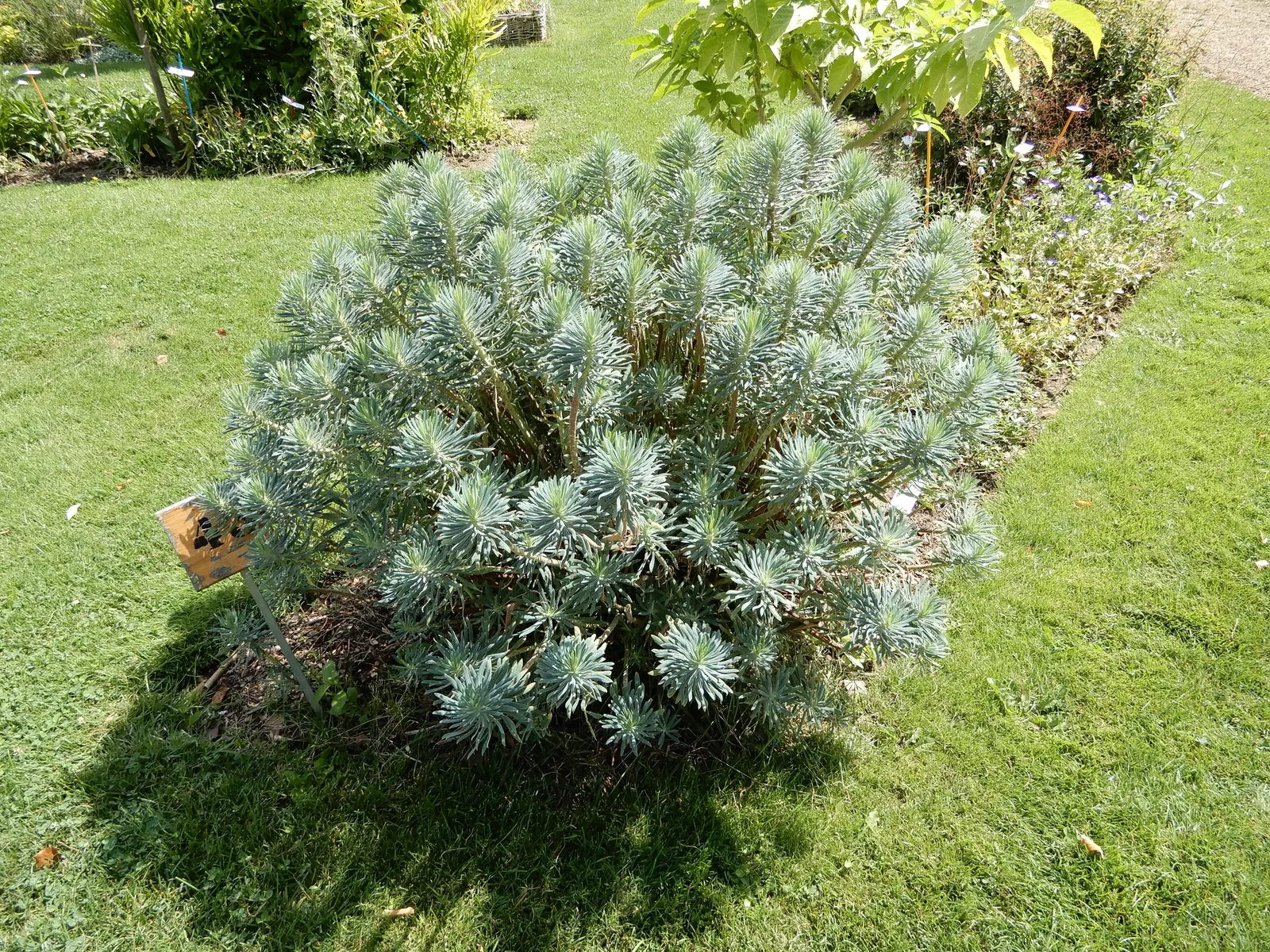 Bush Or Dome Euphorbia (Euphorbia Characias) — evergreen perennial that forms a spherical mound up to 4 feet tall and wide; forming a domed and, image 54