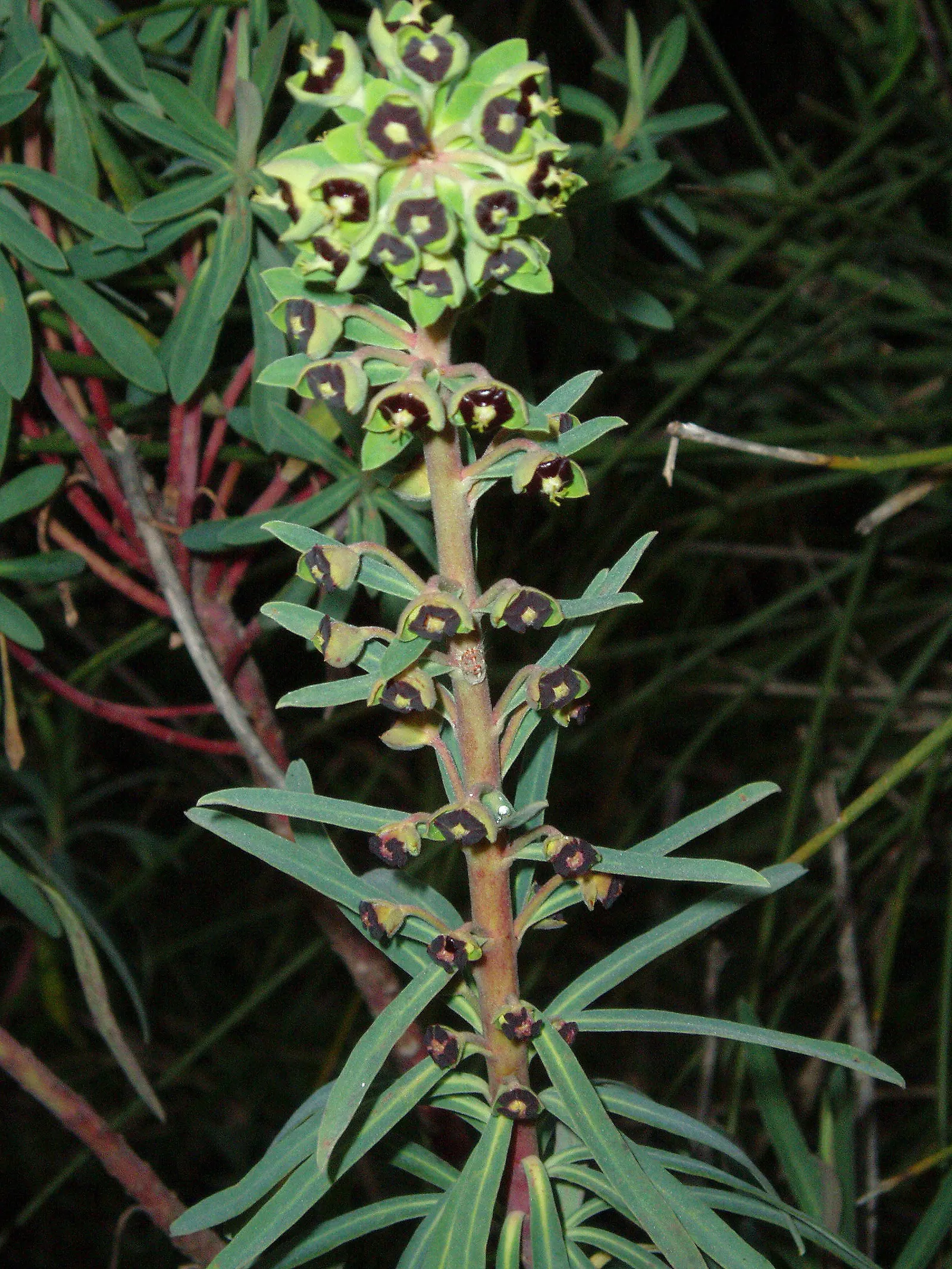 Bush Or Dome Euphorbia (Euphorbia Characias) — as this euphorbia is drought-tolerant and prefers drier conditions once established; perennial for, image 71