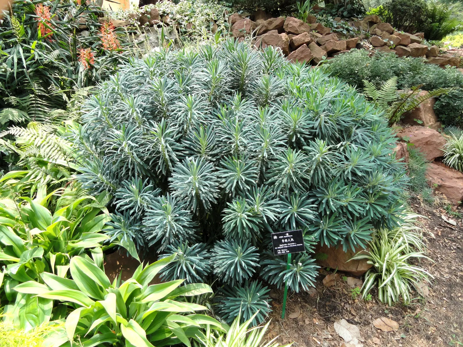 Bush Or Dome Euphorbia (Euphorbia Characias) — forming a domed and bushy silhouette