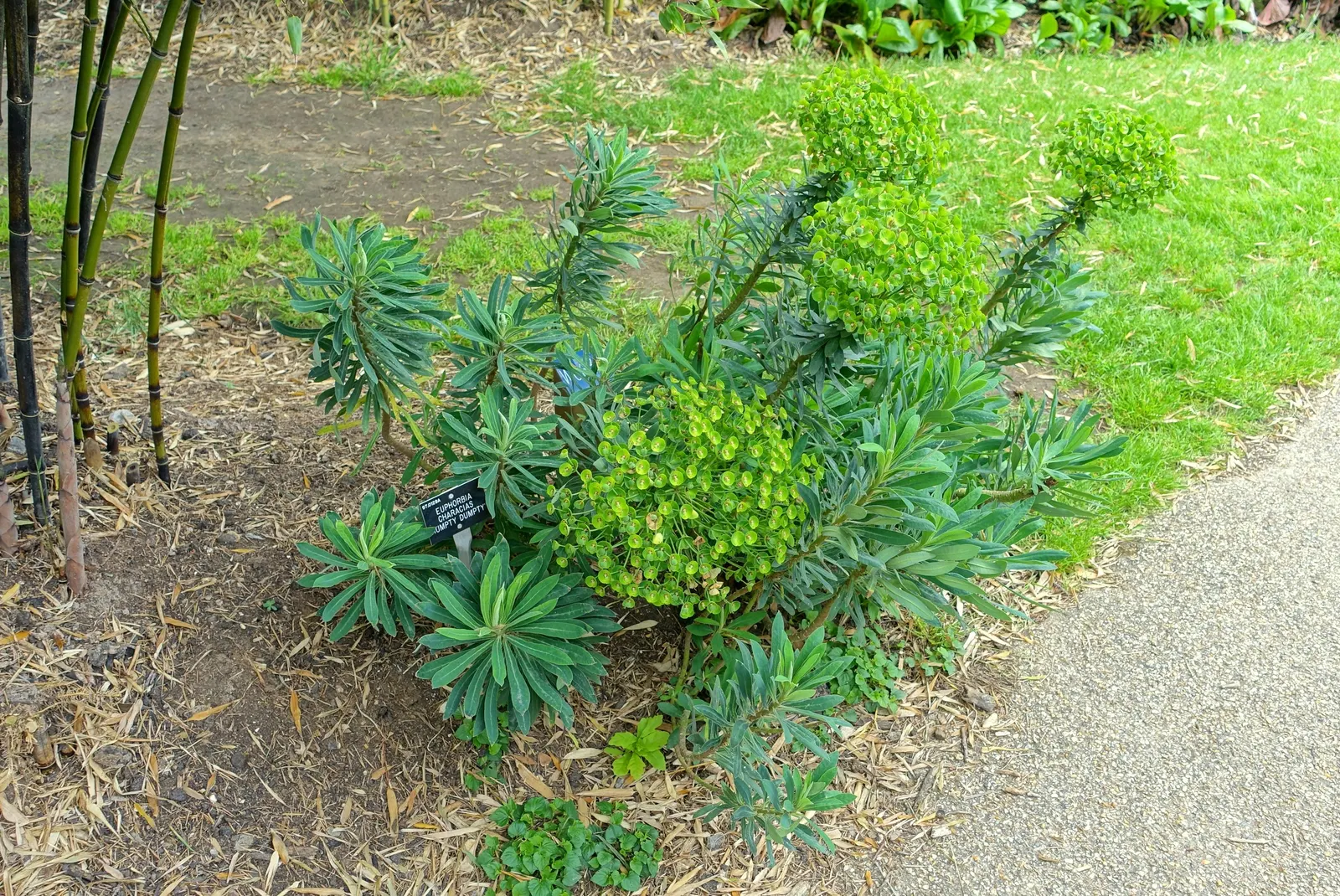 Bush Or Dome Euphorbia (Euphorbia Characias) — linear leaves and are topped with showy chartreuse inflorescences in late winter to spring; use, image 55