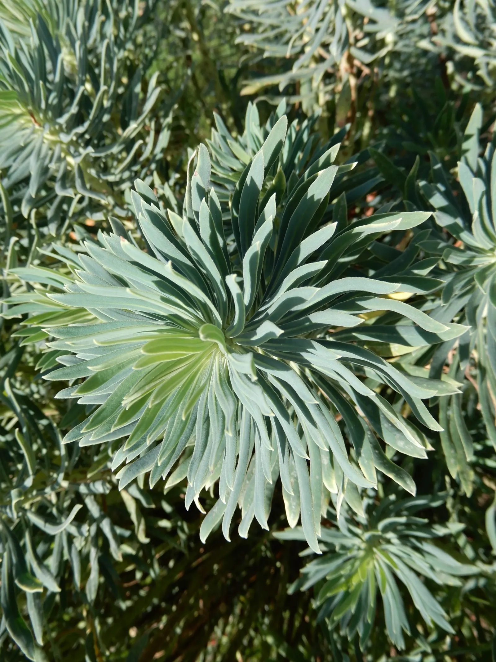 Bush Or Dome Euphorbia (Euphorbia Characias) — Standing at a robust height of approximately 3 to 4 feet with a similar spread
