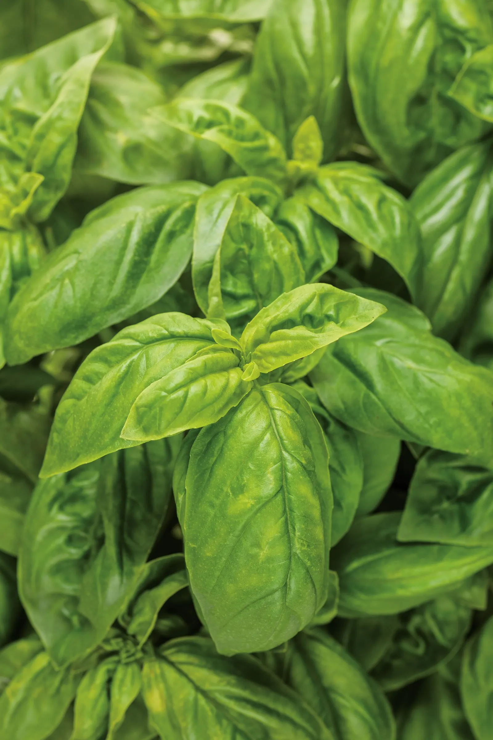 Pesto Besto™ Sweet Italian Basil (Ocimum) — The Ocimum 'Pesto Besto™' is an upright Sweet Italian basil with lush
