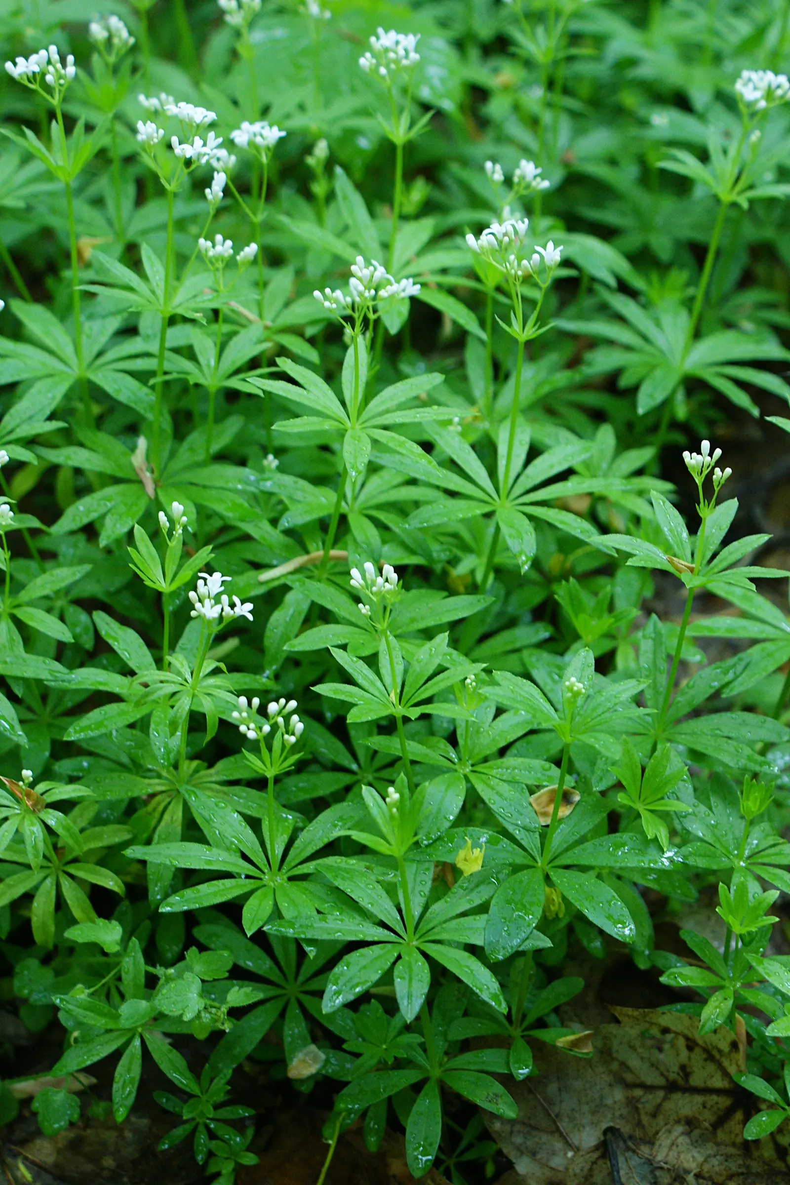 Sweet Woodruff (Galium Odoratum) — herbaceous perennial well-suited for shaded garden areas and woodland settings; lance-shaped leaves and tiny, image 67