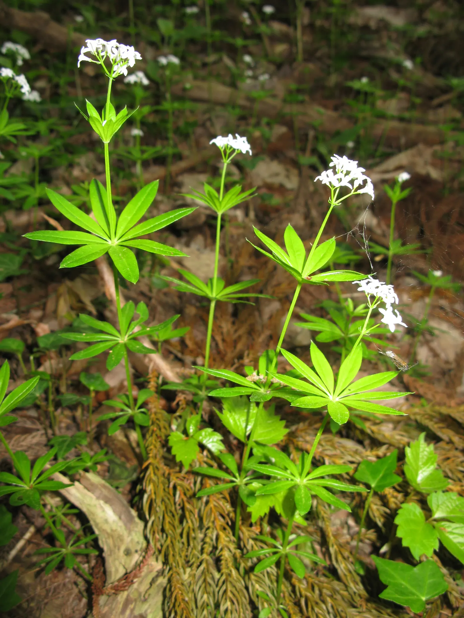 Sweet Woodruff (Galium Odoratum) — reaching 8-12 inches tall; consider its spreading habit and sweet scent, image 62