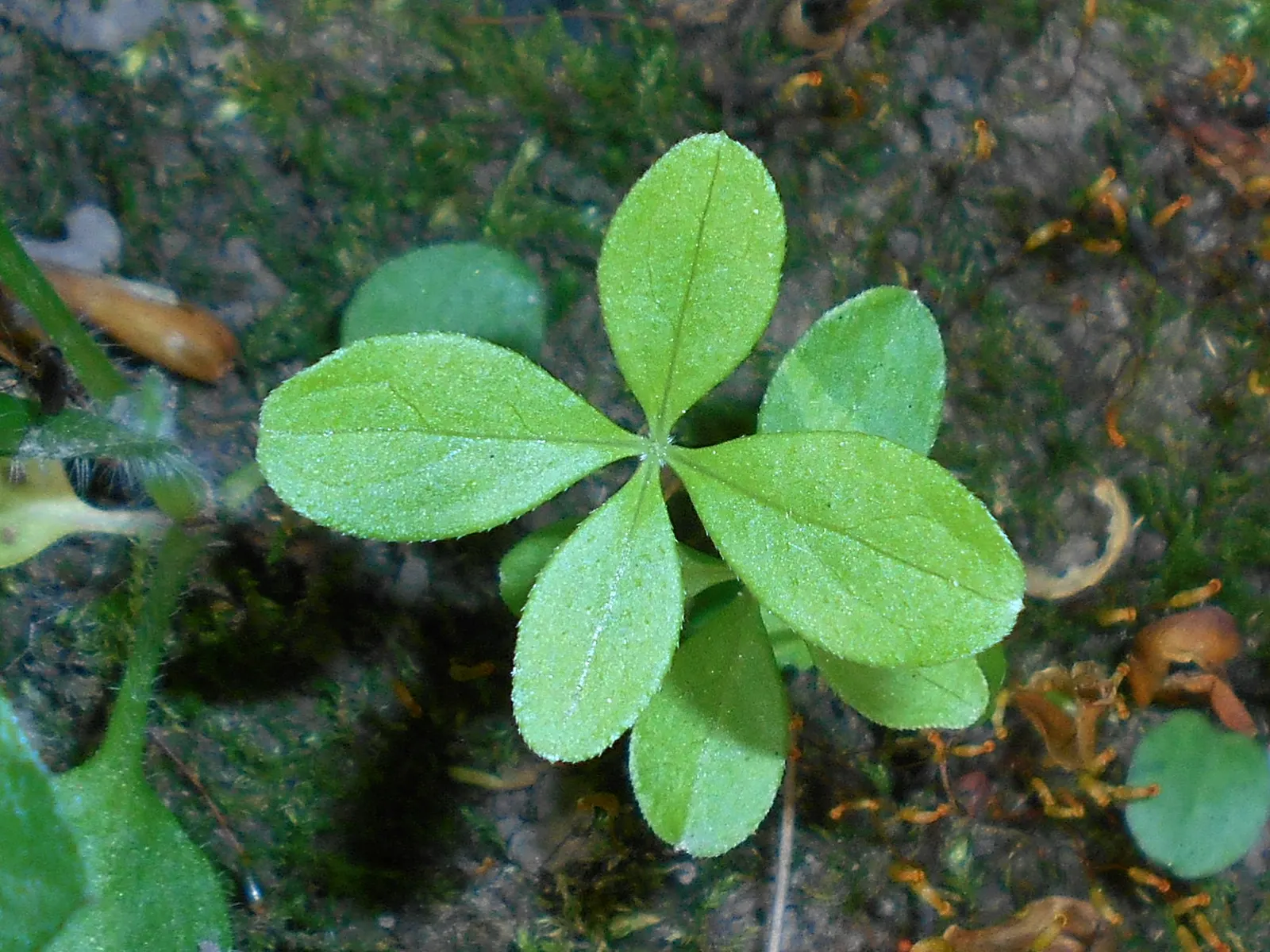 Sweet Woodruff (Galium Odoratum) — white flowers in the garden