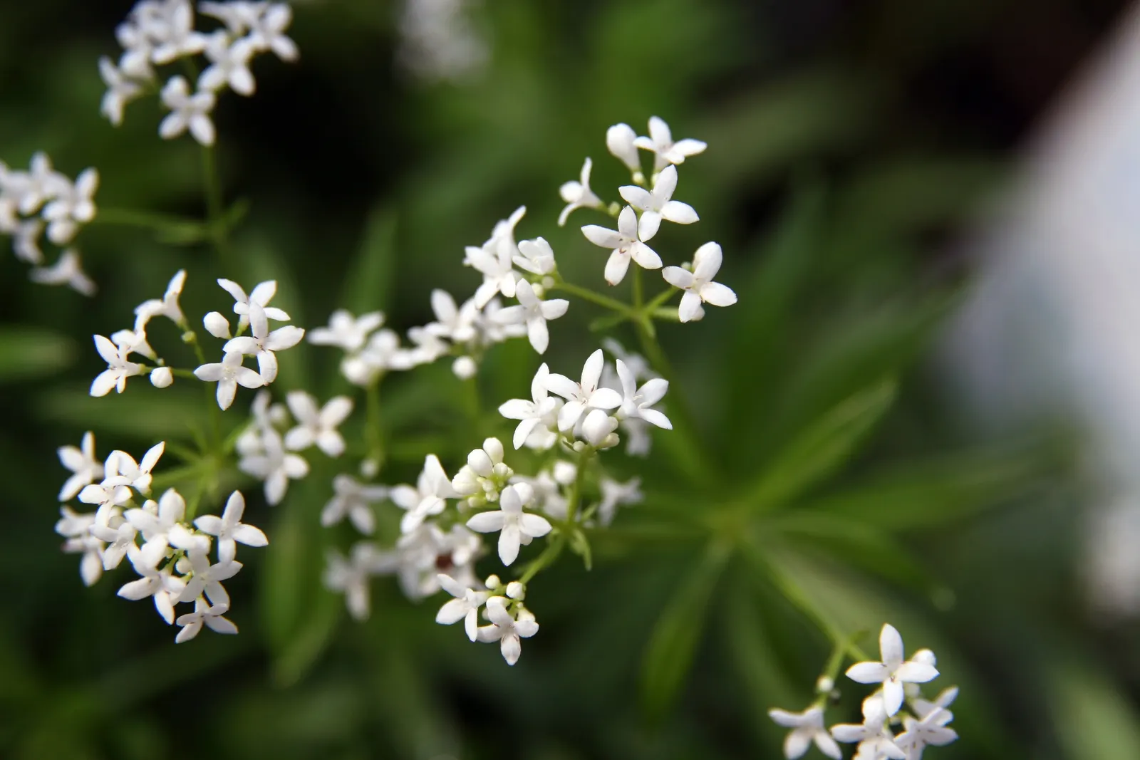 Sweet Woodruff (Galium Odoratum) — scientifically known as Galium odoratum; when designing with Galium odoratum