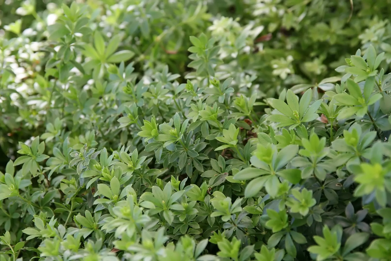Sweet Woodruff (Galium Odoratum) — It is fast-growing and can form dense mats, effectively suppressing weeds; ground cover with white blooms, image 79