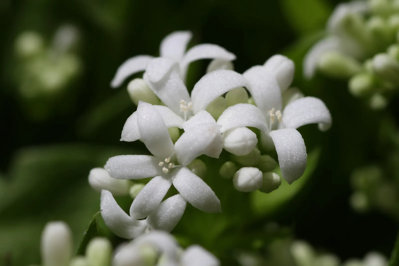 Sweet Woodruff (Galium Odoratum) — white flowers that blossom in late spring to early summer