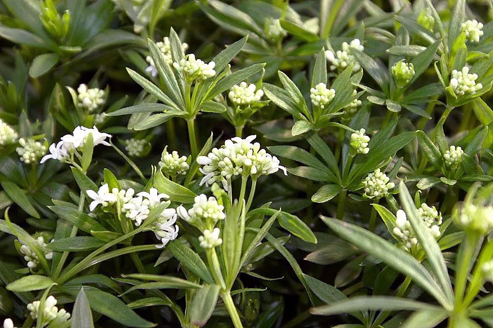 Sweet Woodruff (Galium Odoratum) — making it an excellent ground cover option.<br><br>Characterized by its whorled leaves and star-like