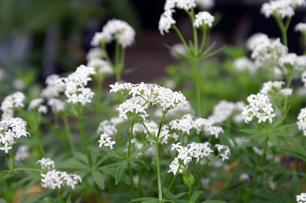 Sweet Woodruff (Galium Odoratum) — herbaceous perennial well-suited for shaded garden areas and woodland settings; lance-shaped leaves and tiny