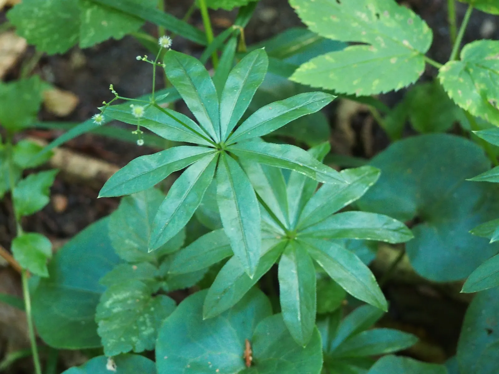 Sweet Woodruff (Galium Odoratum) — integrating it where its growth can be appreciated without overwhelming neighboring plants; this easy-to-grow, image 84