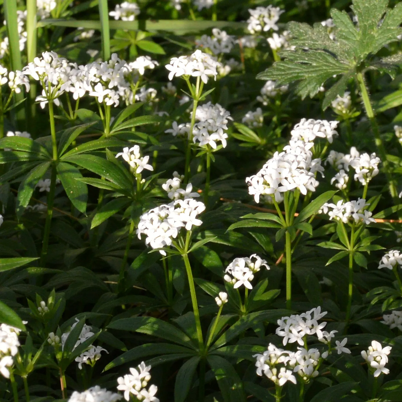 Sweet Woodruff (Galium Odoratum) — Sweet Woodruff typically reaches a modest height of 8 to 12 inches; green carpet throughout the growing season, image 70