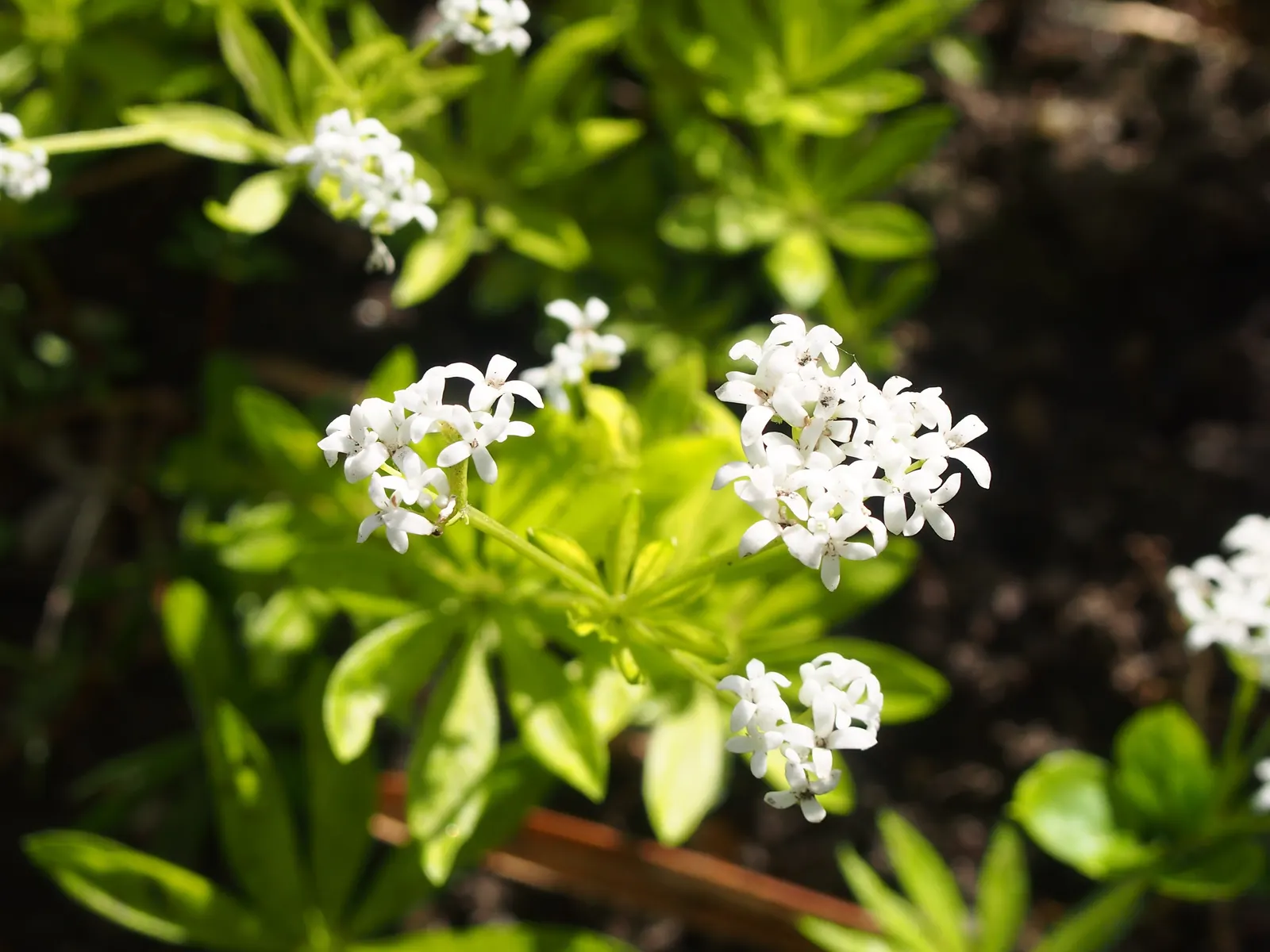 Sweet Woodruff (Galium Odoratum) — with a spread of about 12 to 18 inches; sweet Woodruff (Galium odoratum) is a fragrant, herbaceous perennial, image 71