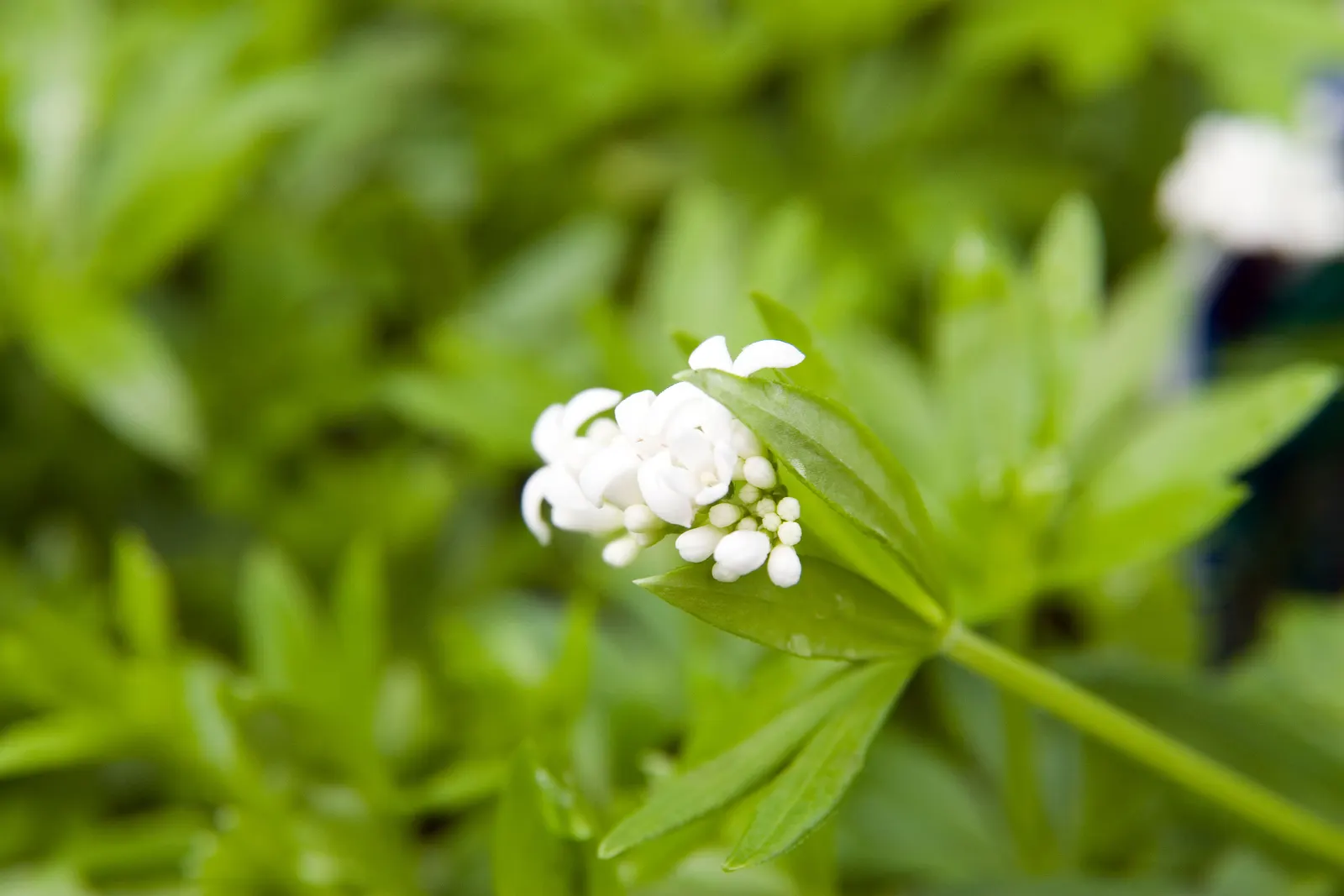 Sweet Woodruff (Galium Odoratum) — ground cover for half or shade; integrating it where its growth can be appreciated without overwhelming neighboring plants