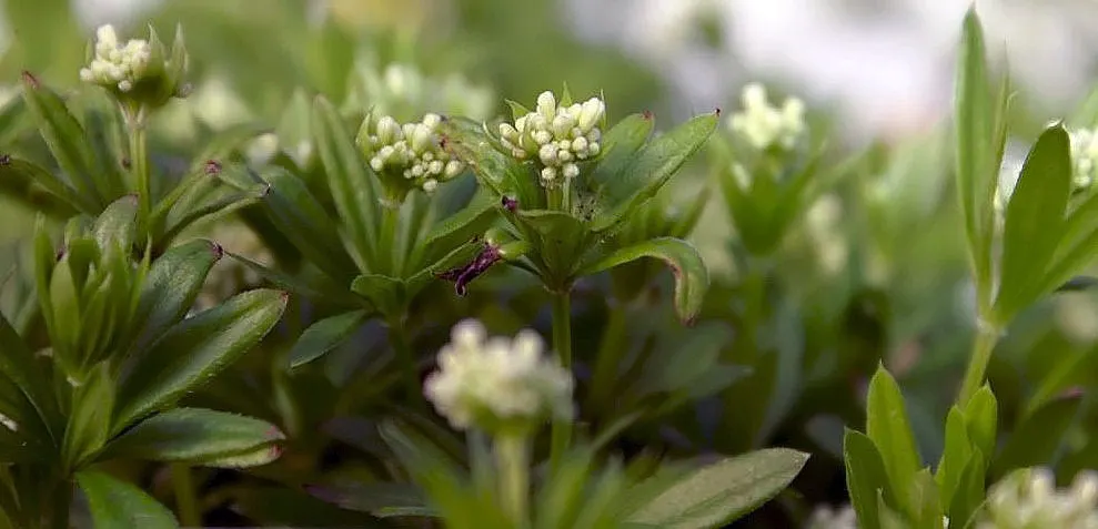 Sweet Woodruff (Galium Odoratum) — Sweet Woodruff fills the air with a fresh; its foliage remains attractive after flowering, image 74