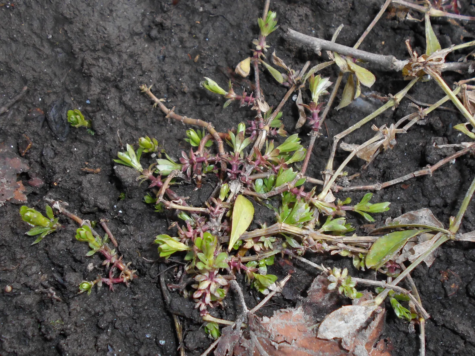 Sweet Woodruff (Galium Odoratum) — green carpet throughout the growing season; with a spread of about 12 to 18 inches