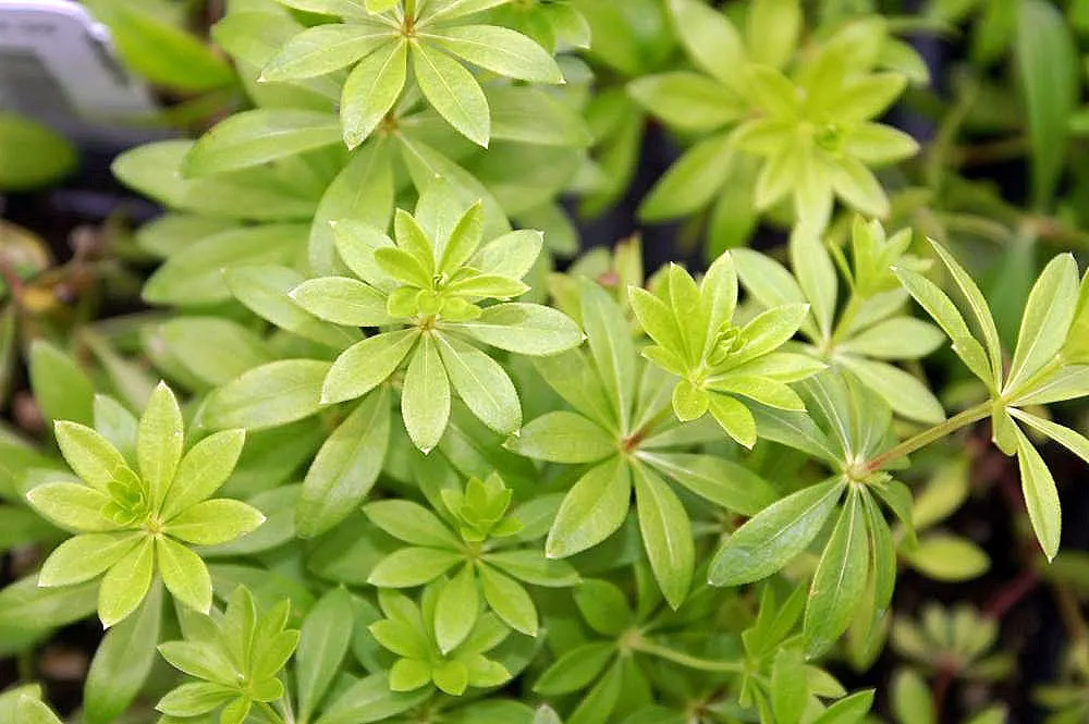 Sweet Woodruff (Galium Odoratum) — It is fast-growing and can form dense mats, effectively suppressing weeds