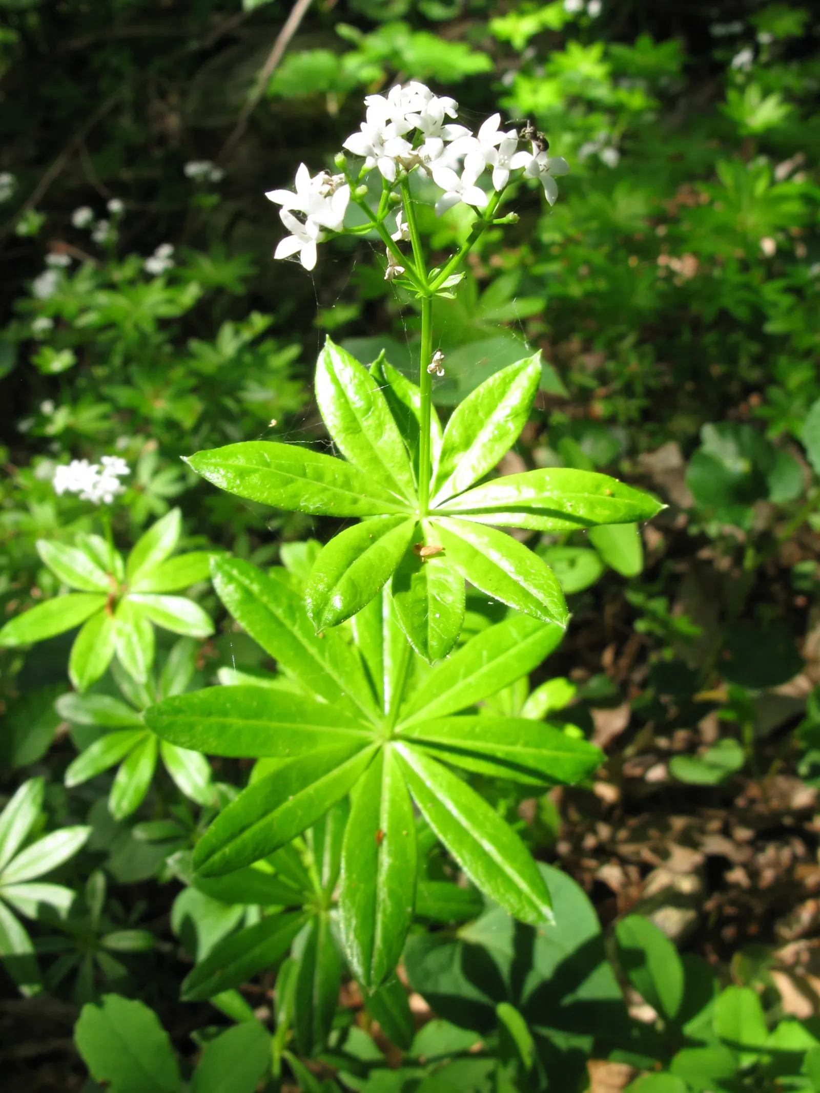 Sweet Woodruff (Galium Odoratum) — It prefers rich, well-draining soil with a slightly acidic to neutral pH; the foliage exudes a fresh, hay-like, image 76