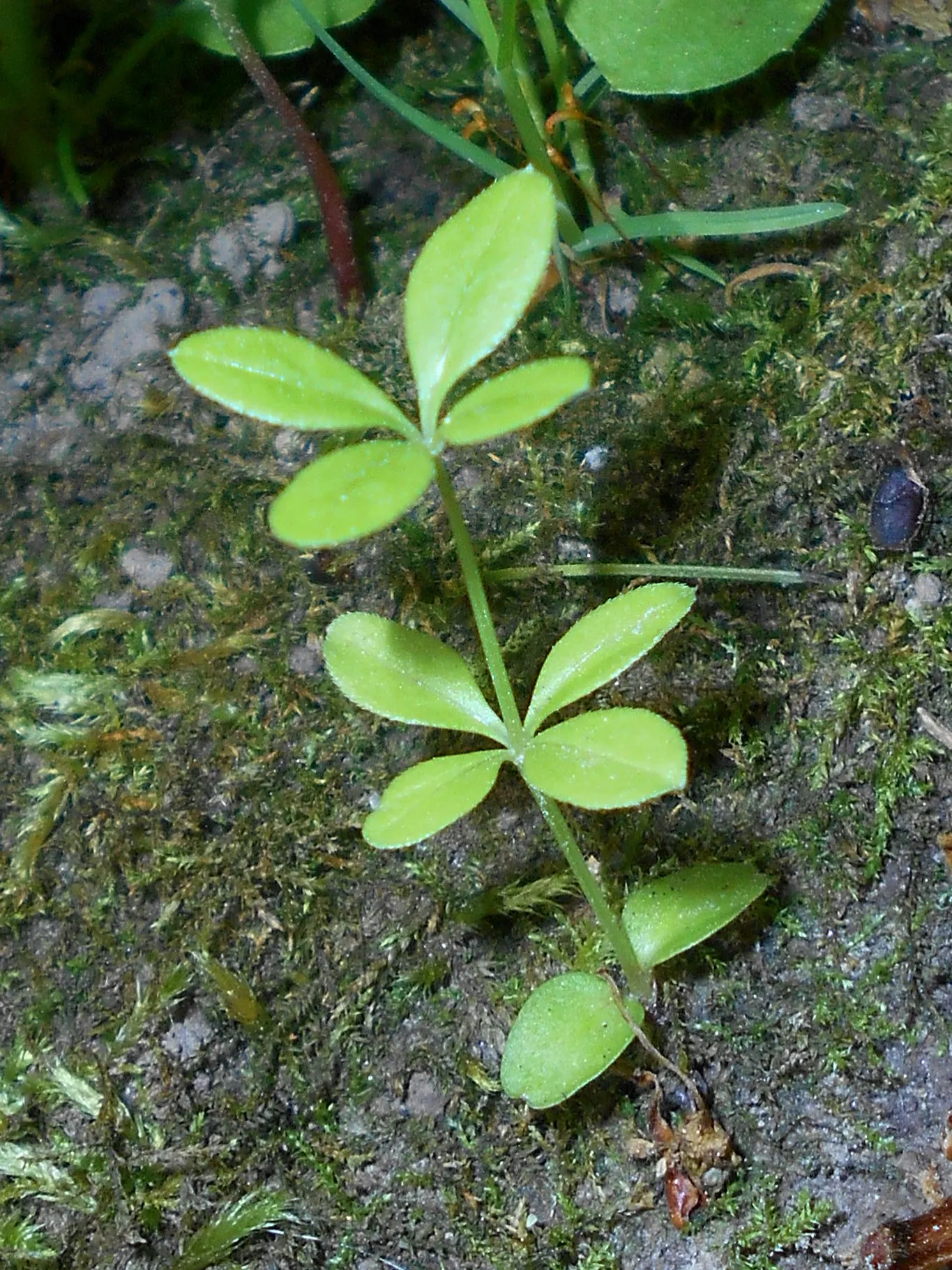 Sweet Woodruff (Galium Odoratum) — The foliage exudes a fresh, hay-like scent when crushed, enhancing garden sensory appeal
