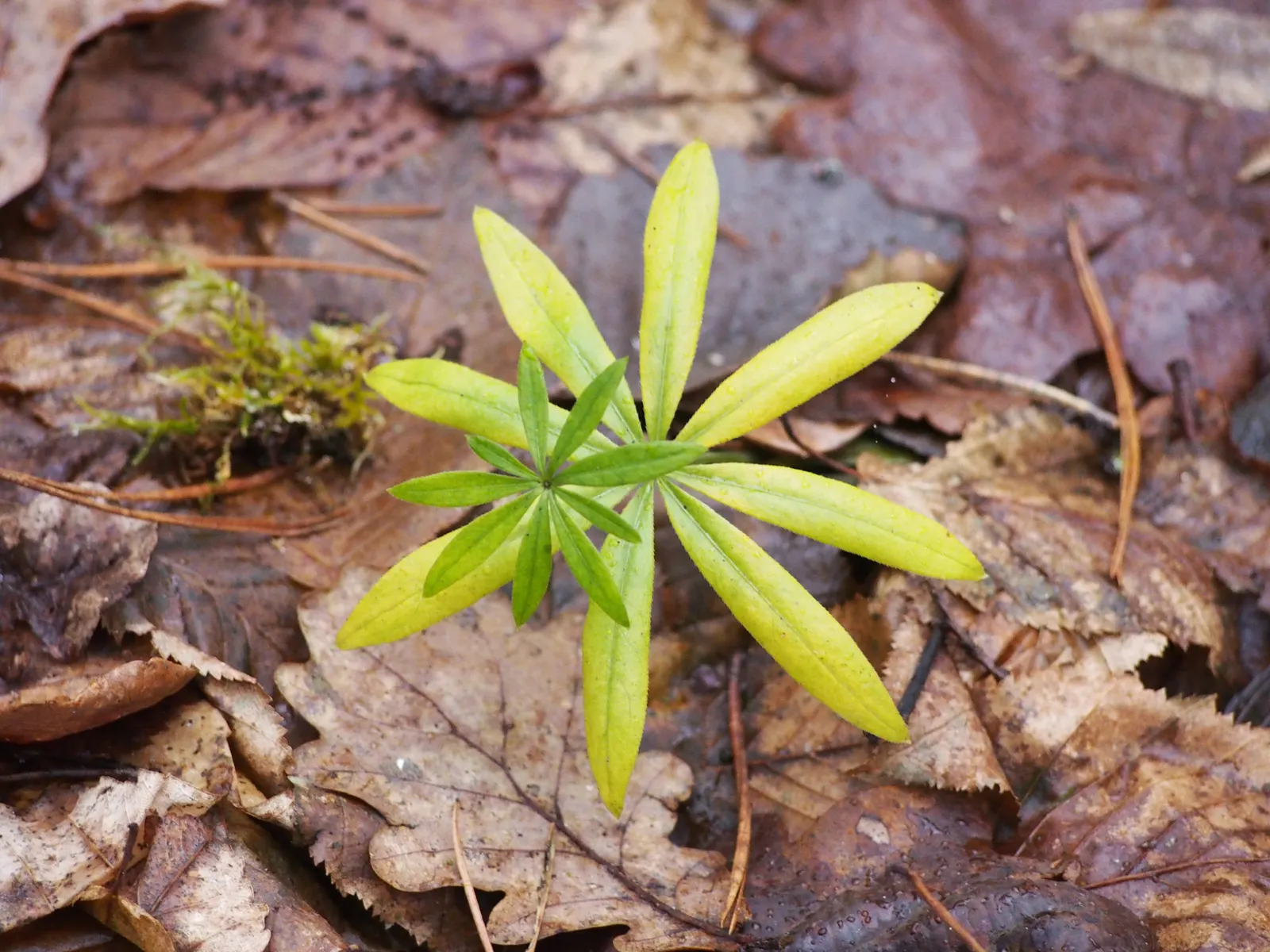 Sweet Woodruff (Galium Odoratum) — white flowers that blossom in late spring to early summer, image 73