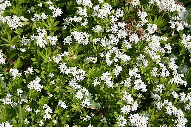 Sweet Woodruff (Galium Odoratum) — Sweet Woodruff fills the air with a fresh; its foliage remains attractive after flowering