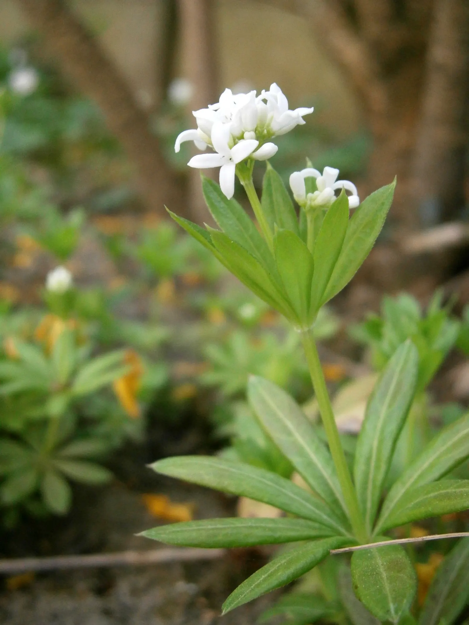 Sweet Woodruff (Galium Odoratum) — It prefers rich, well-draining soil with a slightly acidic to neutral pH