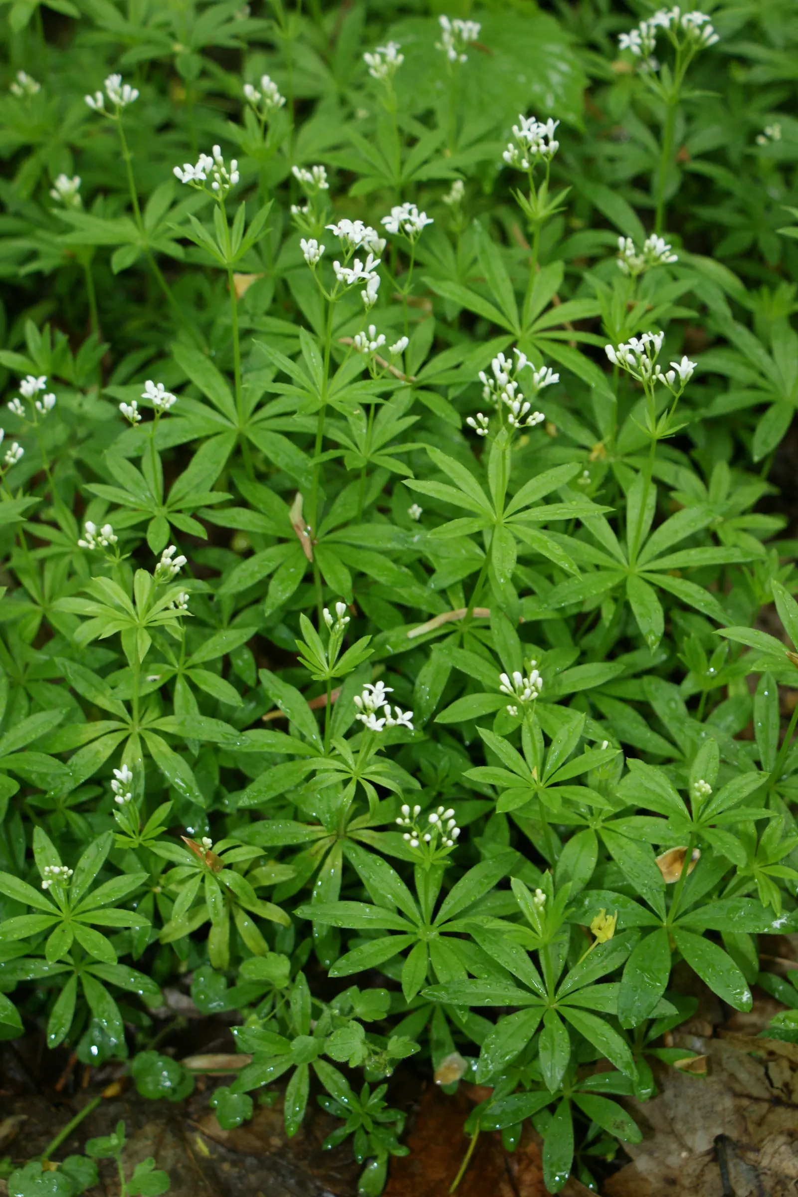 Sweet Woodruff (Galium Odoratum) — Sweet Woodruff typically reaches a modest height of 8 to 12 inches; green carpet throughout the growing season