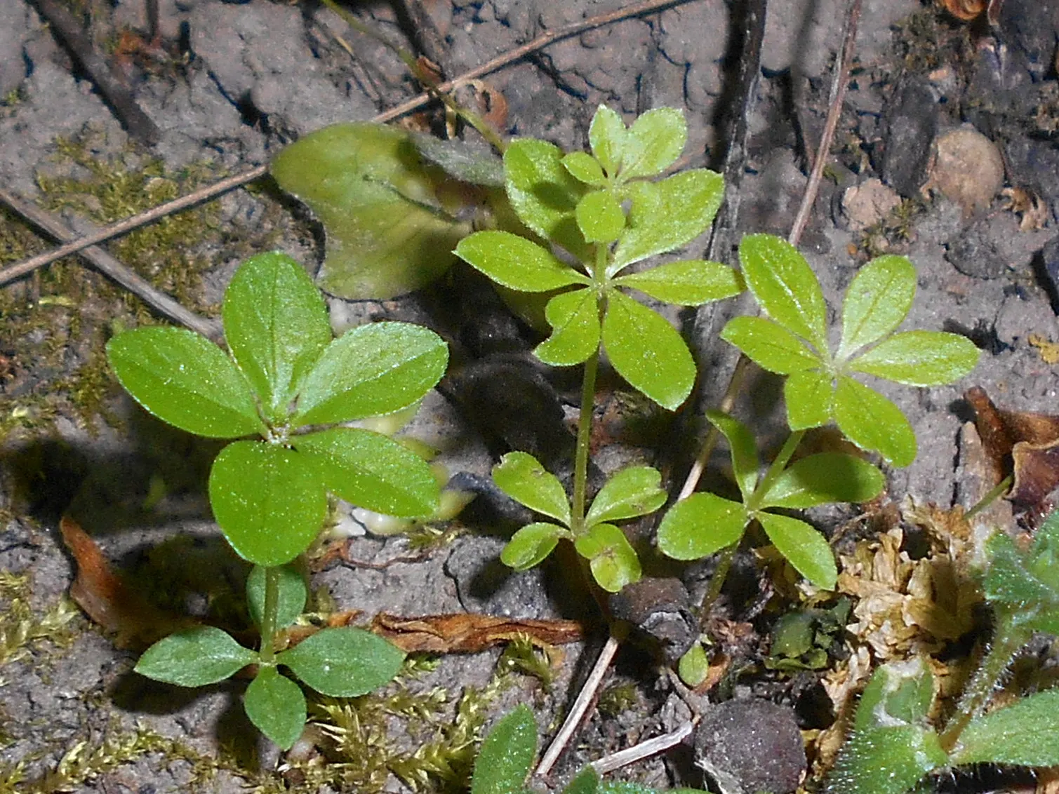 Sweet Woodruff (Galium Odoratum) — lance-shaped leaves and tiny; indicating a wide range of climate adaptability