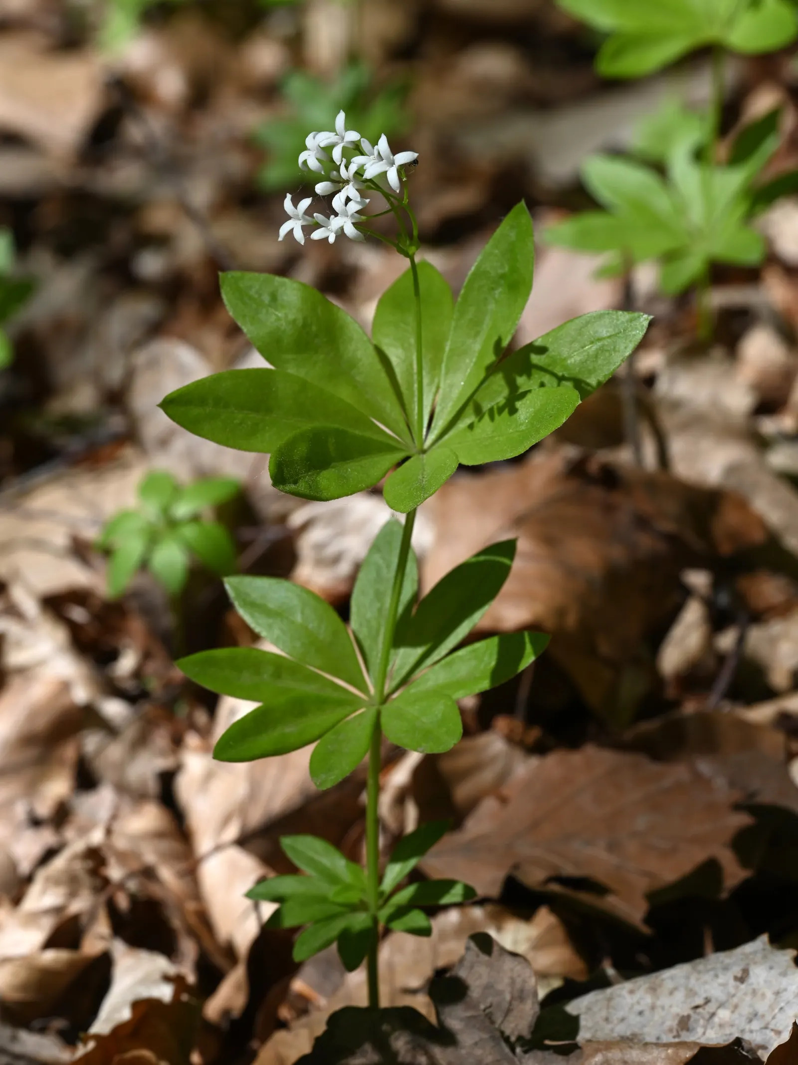 Sweet Woodruff (Galium Odoratum) — especially when the foliage is crushed or dried; ground cover for half or shade
