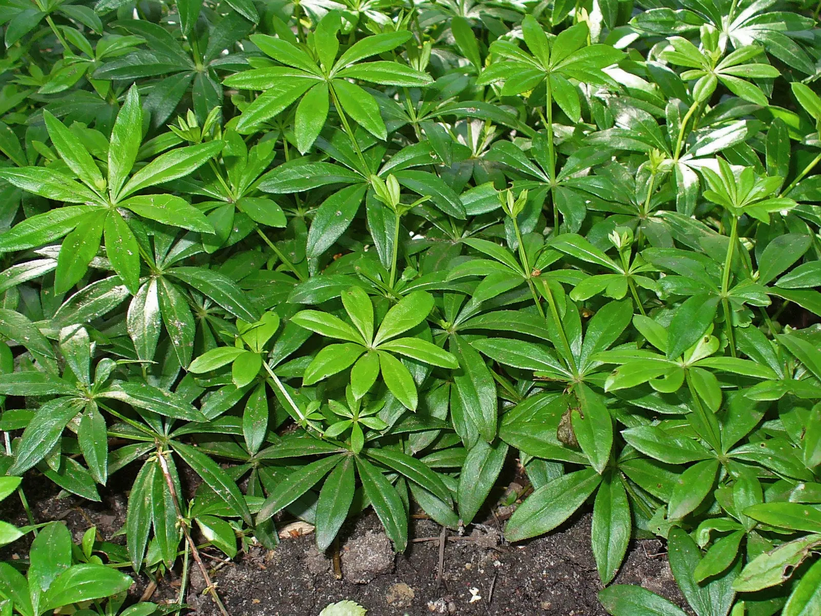 Sweet Woodruff (Galium Odoratum) — white flowers in the garden; sweet Woodruff typically reaches a modest height of 8 to 12 inches, image 85