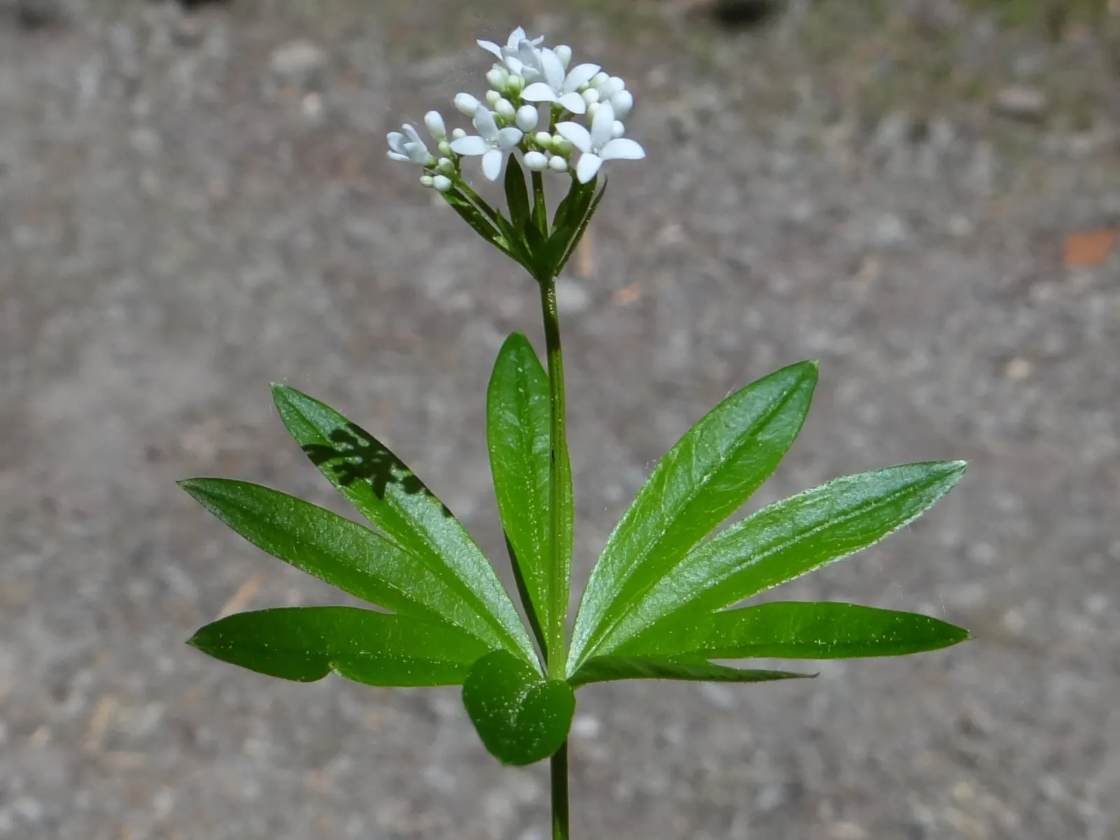 Sweet Woodruff (Galium Odoratum) — Sweet Woodruff (Galium odoratum) is a fragrant, herbaceous perennial, thriving in shady conditions; reaching 8-12 inches tall